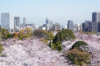 Sakura (Cherry Blossom) information